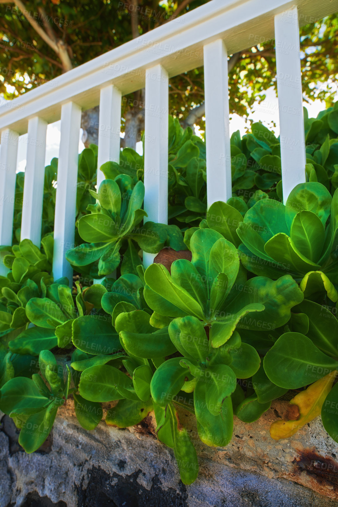 Buy stock photo Nature, garden and fence with plant in backyard for blossom, beauty and bloom for landscape. Spring aesthetic, natural background and closeup of leaves, bush and floral for trees, botany and buds