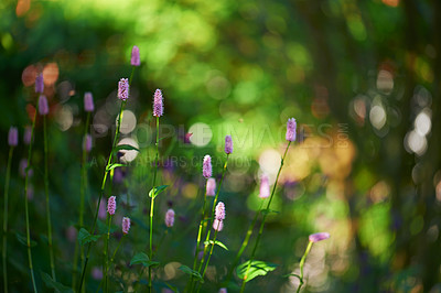 Buy stock photo A photo of the garden in summertime