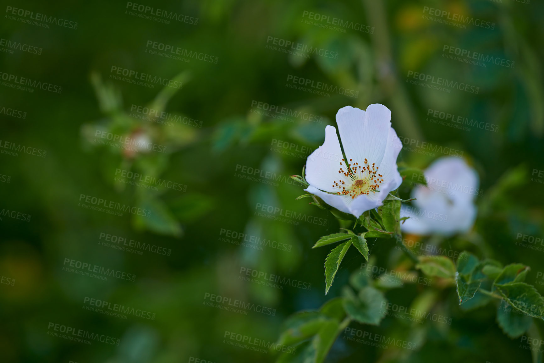 Buy stock photo Dog rose, flower and outdoor nature for growth, blossom and countryside for sustainability in botany. Garden, ecology and forest for bush of plants, meadow location and peace in woods on holiday