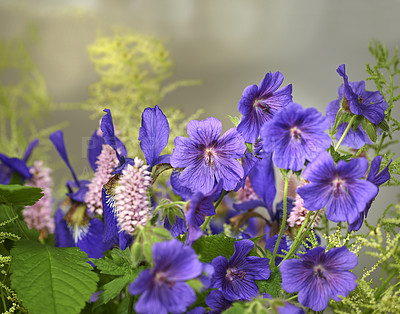 Buy stock photo A photo of the garden in summertime