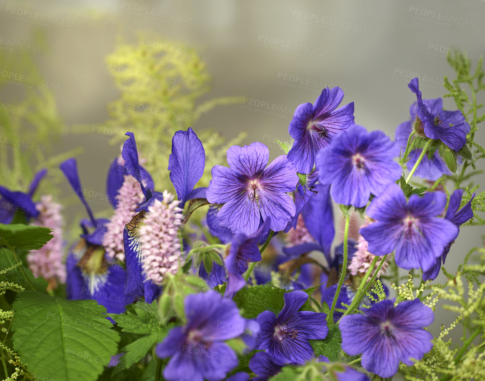 Buy stock photo A photo of the garden in summertime