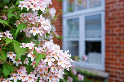 Buy stock photo A photo of the garden in summertime