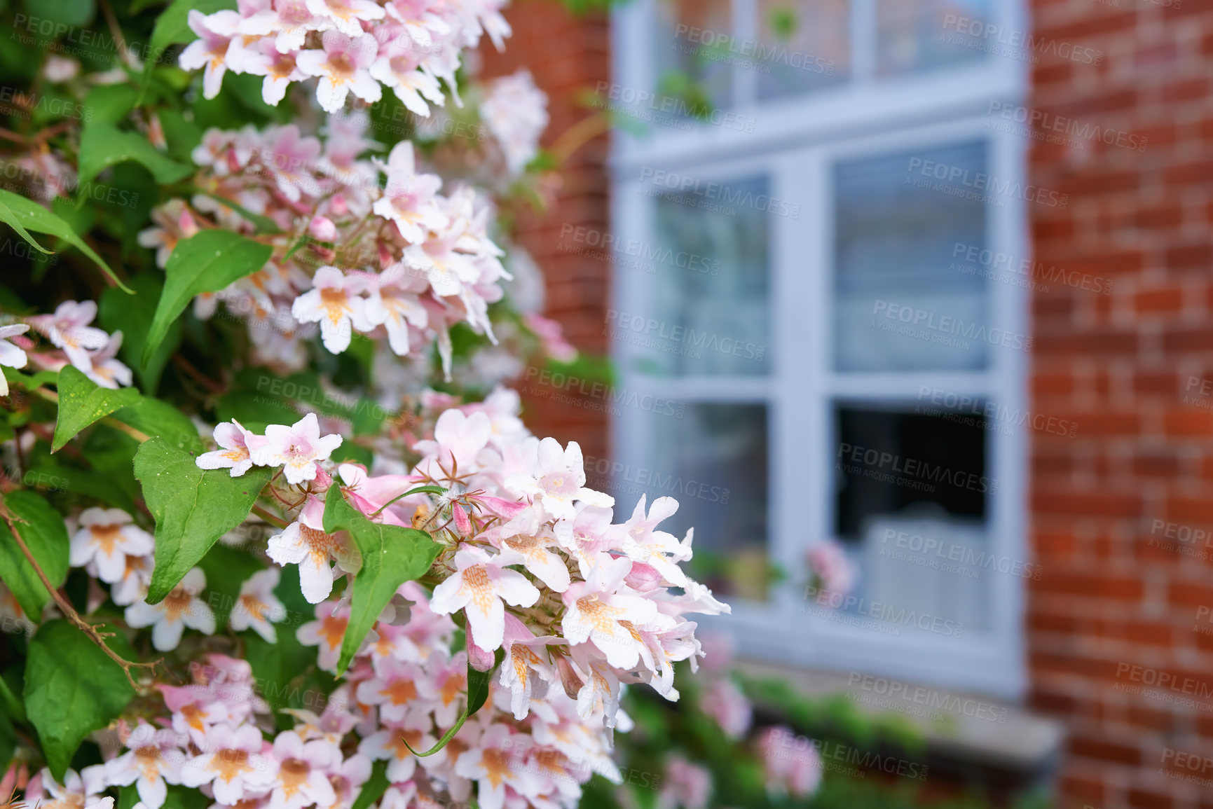 Buy stock photo A photo of the garden in summertime