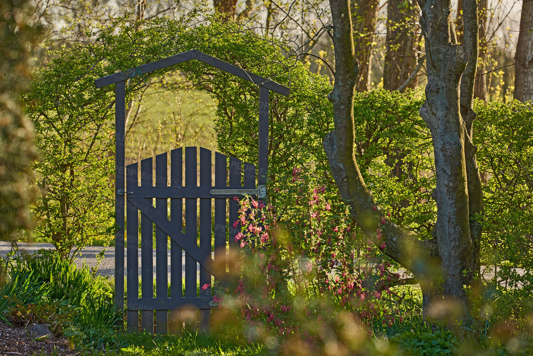 Buy stock photo Garden, gate and flowers landscape with plants for entrance to home, residential property and natural environment. Foliage, wooden structure and pathway in nature for security, architecture and entry