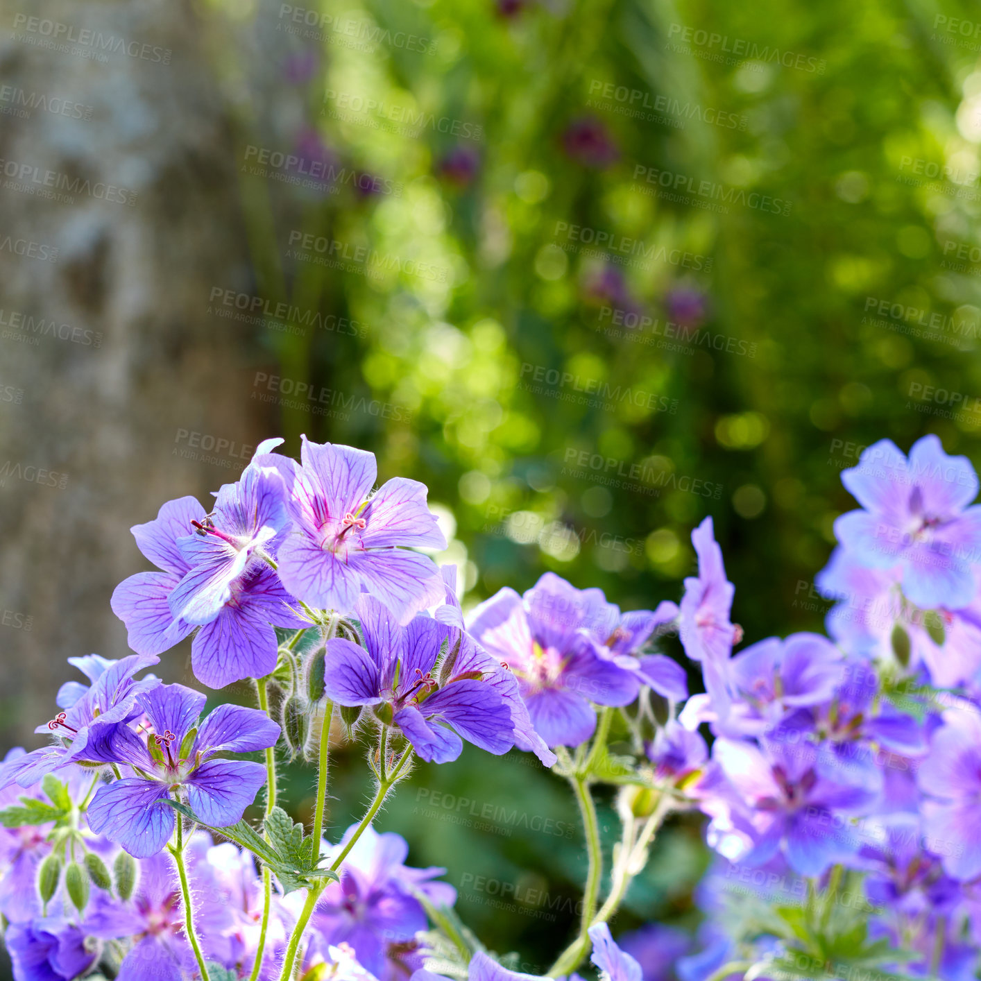 Buy stock photo Purple plants and flowers growing in a green garden in spring. Meadow geranium plant blooming and flourishing in a lush field in summer. Beautiful violet flowering plants budding in a forest