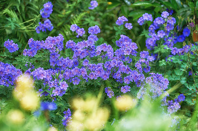 Buy stock photo Delicate purple meadow cranesbill flowers blossoming and growing in a bush in a remote field, forest, woods or home garden. Group of vibrant, wild plants blooming and flowering in a backyard