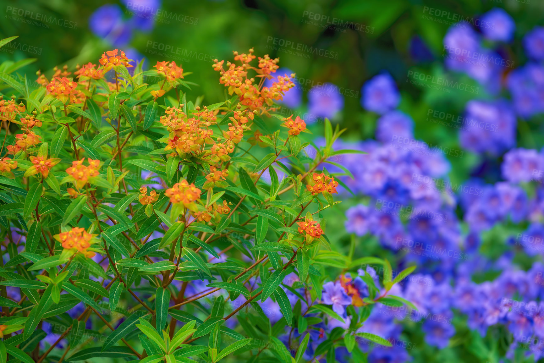 Buy stock photo Spring, nature and season with flowers in garden for growth, environment and blossom. Meadow, botanical and biodiversity with closeup of plant in field of countryside for bloom, floral and ecosystem