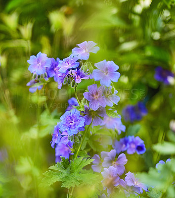 Buy stock photo  A close-up photo of blooming flower petals with leaves on a sunny day. Blooming perennial blue flowers of Geranium hybrid Rozanne close-up. portrait photo of a plant in the garden center. 