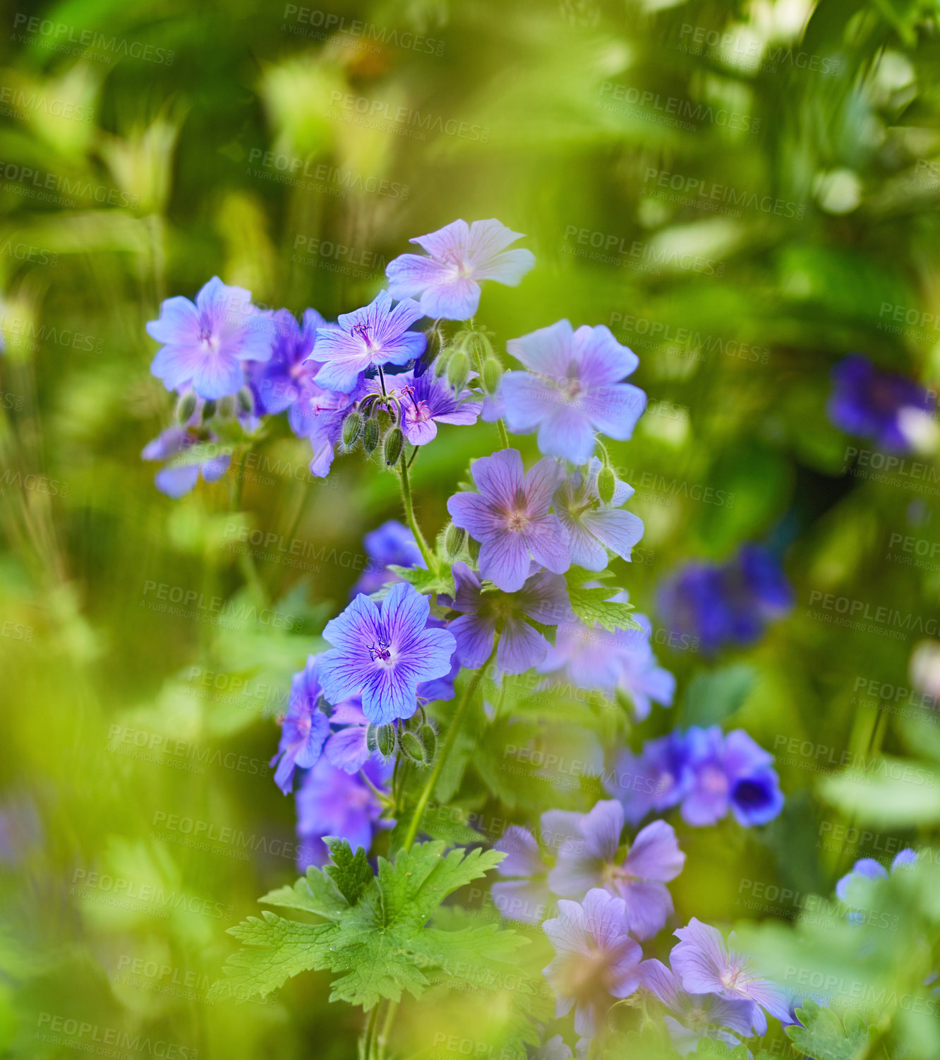 Buy stock photo  A close-up photo of blooming flower petals with leaves on a sunny day. Blooming perennial blue flowers of Geranium hybrid Rozanne close-up. portrait photo of a plant in the garden center. 