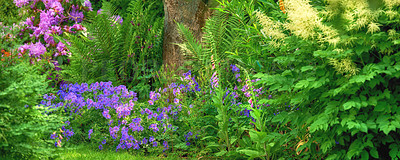 Buy stock photo Landscape of flowers in a green forest in summer. Purple plants growing in a lush botanical garden in spring. Beautiful violet flowering plants budding in its natural environment in the summertime