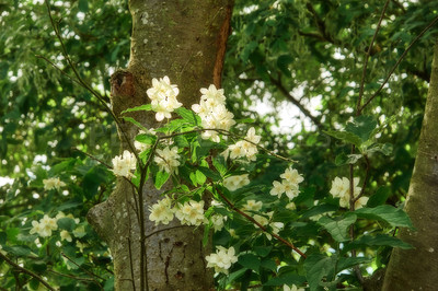 Buy stock photo Spring, nature and trees with flowers in garden for growth, environment and blossom. Meadow, botanical and biodiversity with closeup of plant in field of countryside for bloom, floral and ecosystem