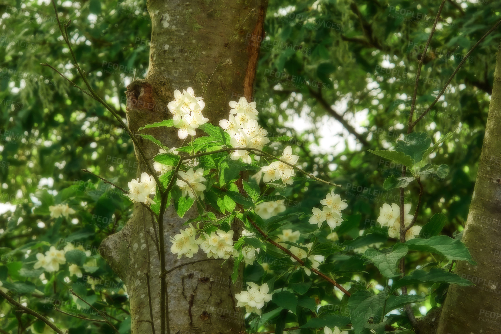 Buy stock photo Spring, nature and trees with flowers in garden for growth, environment and blossom. Meadow, botanical and biodiversity with closeup of plant in field of countryside for bloom, floral and ecosystem