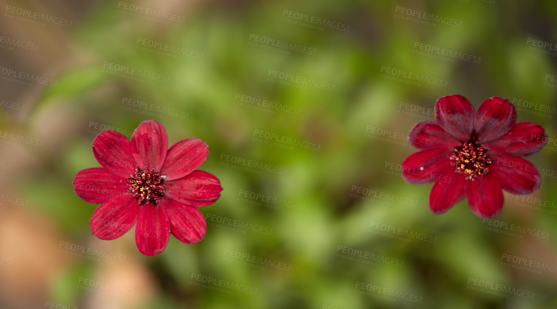 Buy stock photo Spring, nature and blossom with flowers in garden for growth, environment and season. Meadow, botanical and biodiversity with above of plant in field of countryside for bloom, floral and ecosystem