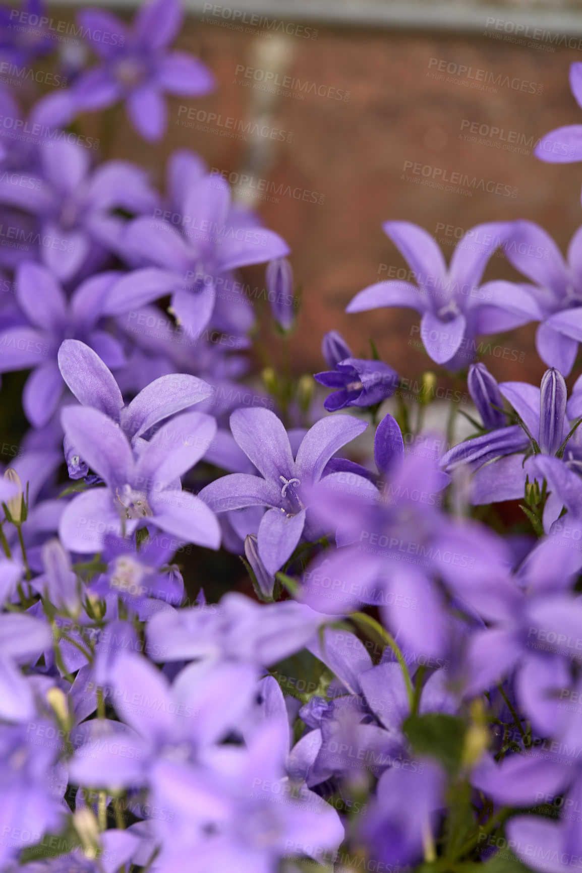 Buy stock photo Nature, garden and purple flowers in backyard for blossom, beauty and bloom for landscaping. Spring aesthetic, natural background and closeup of Dalmatian bellflower floral for trees, botany and bud