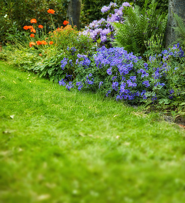 Buy stock photo A fresh lawn surrounded by colorful flowers in a garden. Bright orange, pink and purple flowers blooming in a green cut grass garden in spring. Decorative backyard plants out in nature