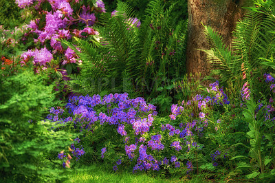 Buy stock photo Vibrant clematis and pink columbine flowers growing in a scenic, lush private home garden. Botanical plants, bushes, shrubs, ferns, flora and trees in a backyard. Serene, zen, peaceful and tranquil