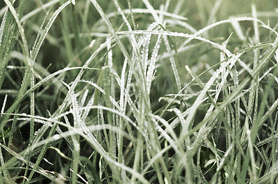 Buy stock photo Cropped shot of wet plants in the morning