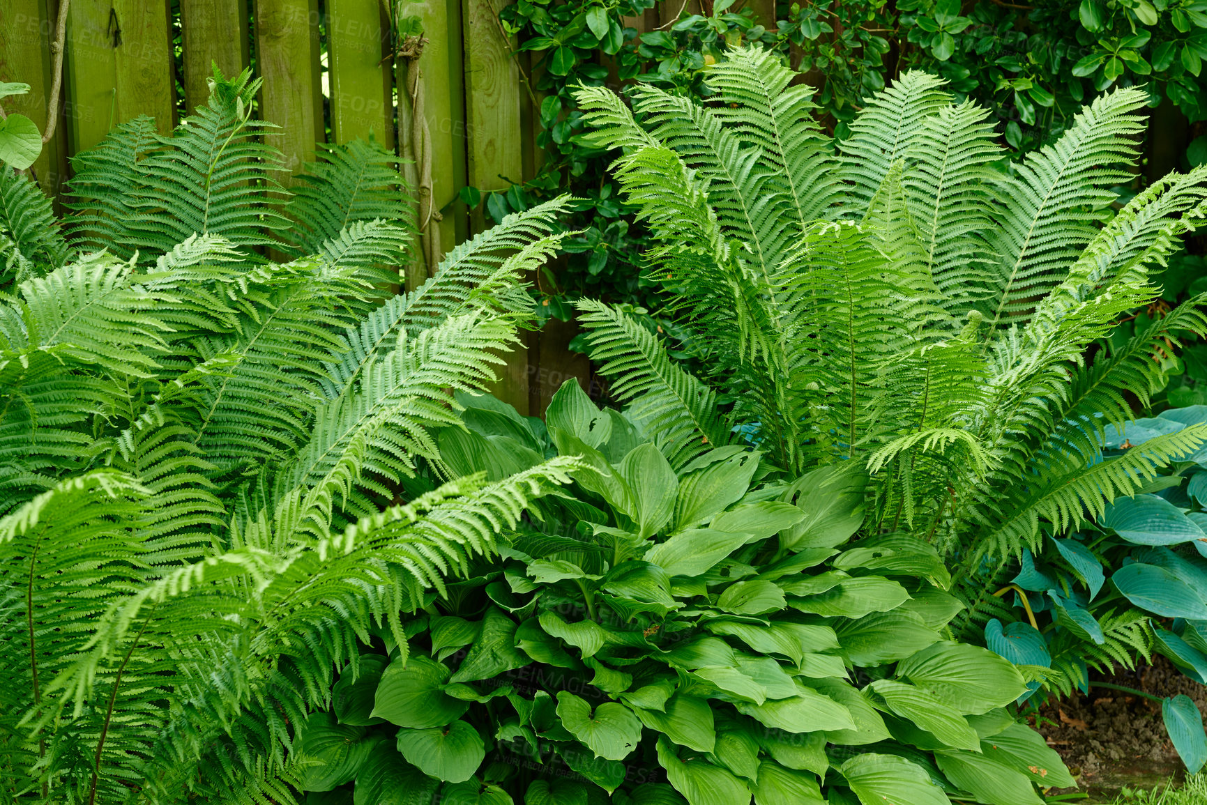 Buy stock photo Nature, park and plant by fence in garden in backyard for environment, ecosystem and landscaping. Spring aesthetic, natural background and closeup of leaves, bush and floral for trees, botany and bud