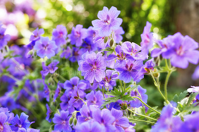 Buy stock photo Many bright cranesbill flowering plants contrasting in a green park. Decorative perennial flowerbeds or blossoms in a backyard garden in summer. Purple flowers growing outside in the sunlight.