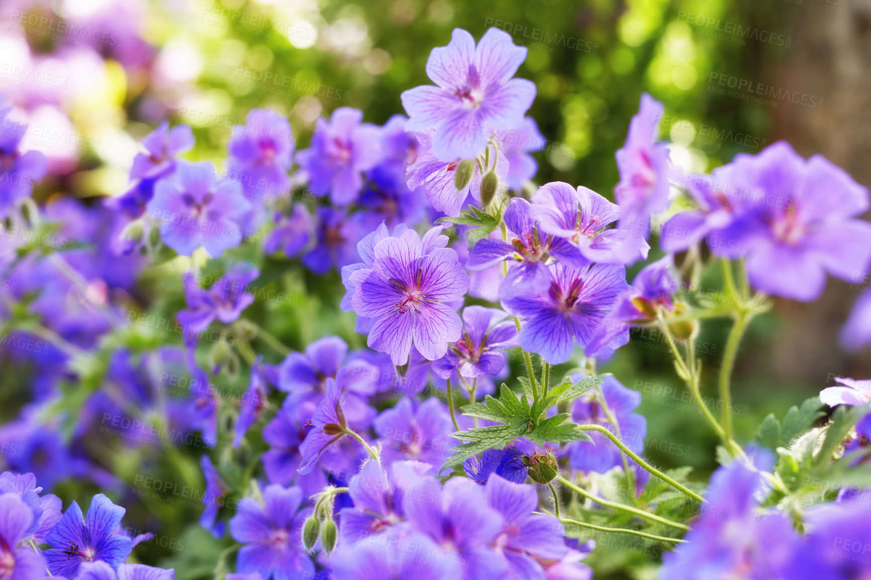 Buy stock photo Many bright cranesbill flowering plants contrasting in a green park. Decorative perennial flowerbeds or blossoms in a backyard garden in summer. Purple flowers growing outside in the sunlight.