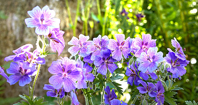 Buy stock photo Meadow geranium flowers flourishing in botanical garden. Many purple plants growing and blooming in green field in summer. Beautiful violet flowering plants budding in nature. Wild plants budding