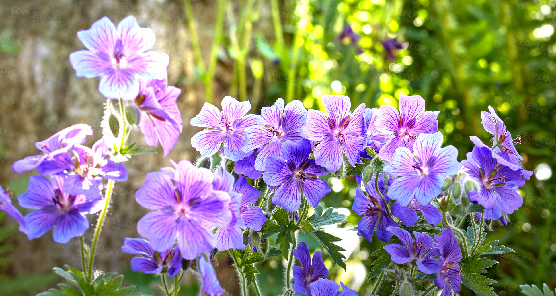 Buy stock photo Meadow geranium flowers flourishing in botanical garden. Many purple plants growing and blooming in green field in summer. Beautiful violet flowering plants budding in nature. Wild plants budding