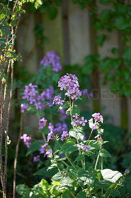 Buy stock photo A photo of the garden in summertime