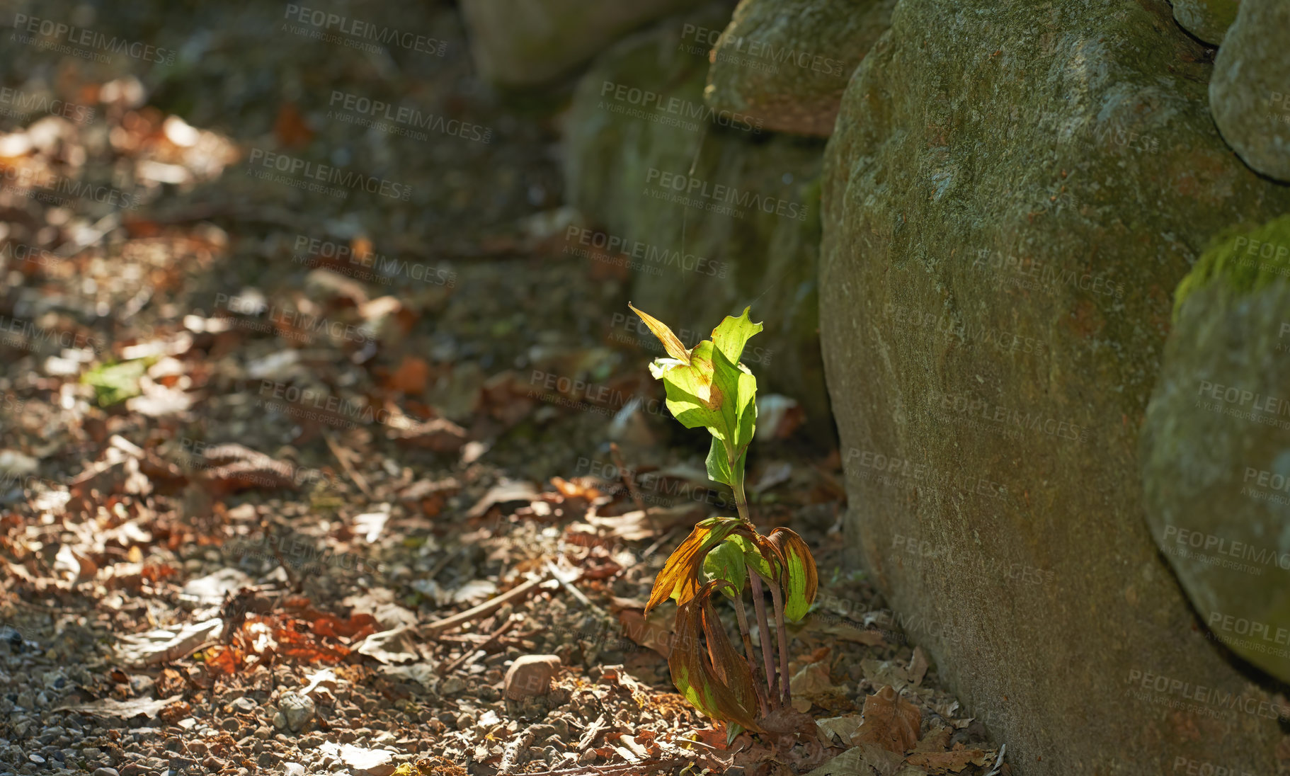 Buy stock photo Nature, garden and plant with sprout in dirt for agriculture, sustainability and future growth. Outdoor, sunshine and foliage with sapling by rocks for organic environment, earth or ecology in summer