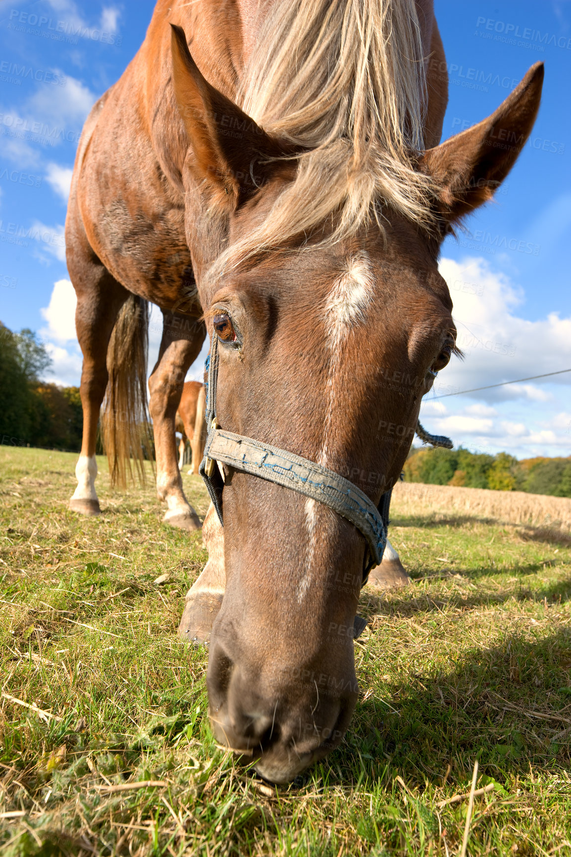 Buy stock photo Horse, closeup and portrait with nature, farm or riding in summer with animal in agriculture or environment. Stallion, pet or mare pony at stable fence for equestrian, outdoor or empty with grass