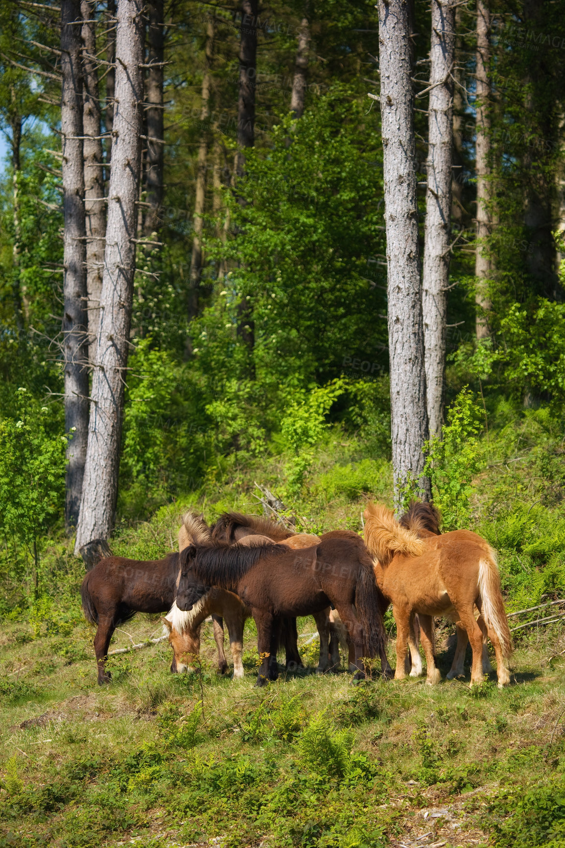 Buy stock photo Horses in Danish landscape