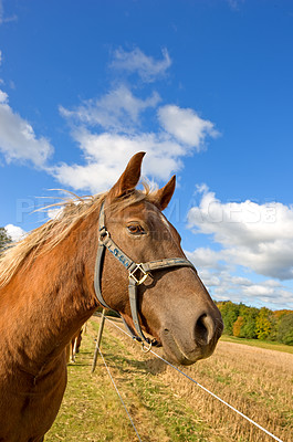 Buy stock photo Brown horse outdoor on a sunny day