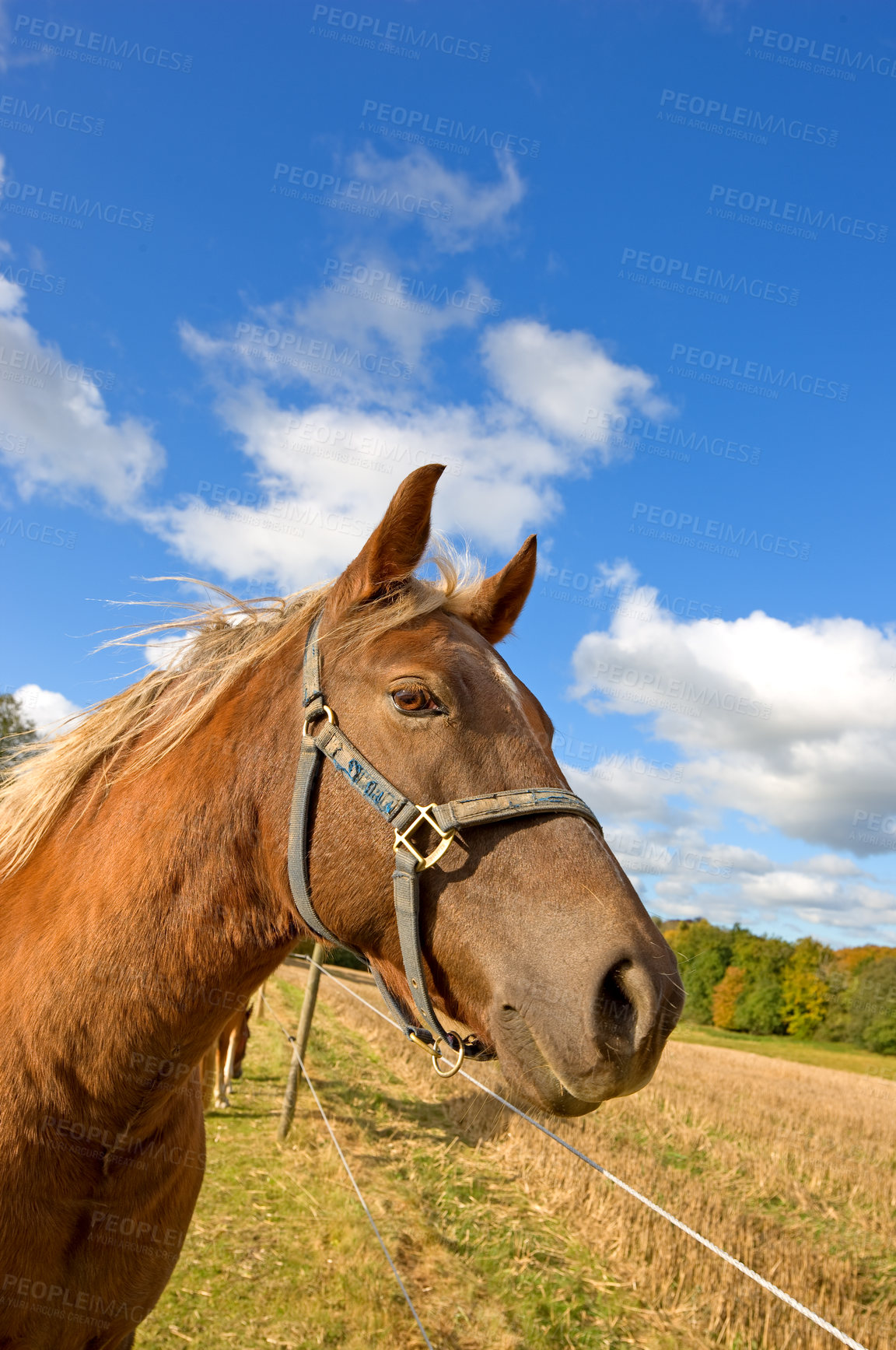 Buy stock photo Brown horse outdoor on a sunny day