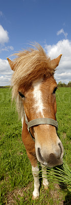 Buy stock photo A photo of a beautiful  brown horse on a green field