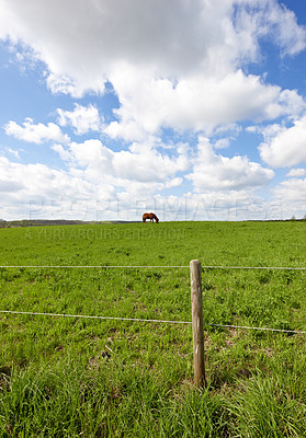 Buy stock photo A photo of a beautiful  brown horse on a green field