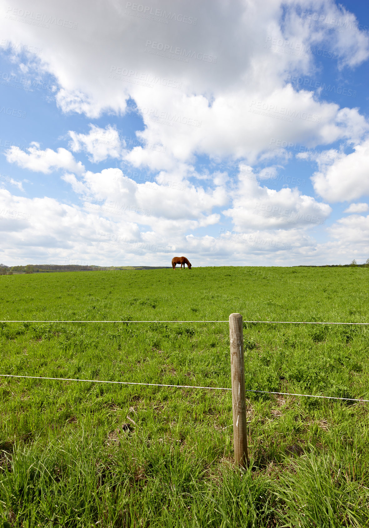 Buy stock photo Horse, field and fence at farm, outdoor and grazing for nutrition, health and growth in countryside, Equine animal, eating and grass with natural diet, wellness and sunshine at rural ranch in USA