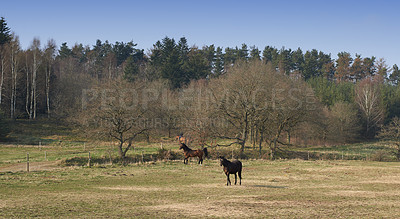 Buy stock photo Wild horses, nature and outdoor in forest with trees, grass and summer with walking in countryside. Equine animal, together and field in woods with stallion, mare and rural with sunshine in Denmark