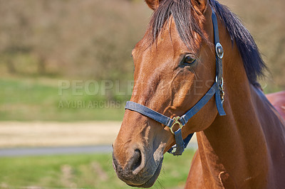 Buy stock photo A telephoto a beautiful brown horse