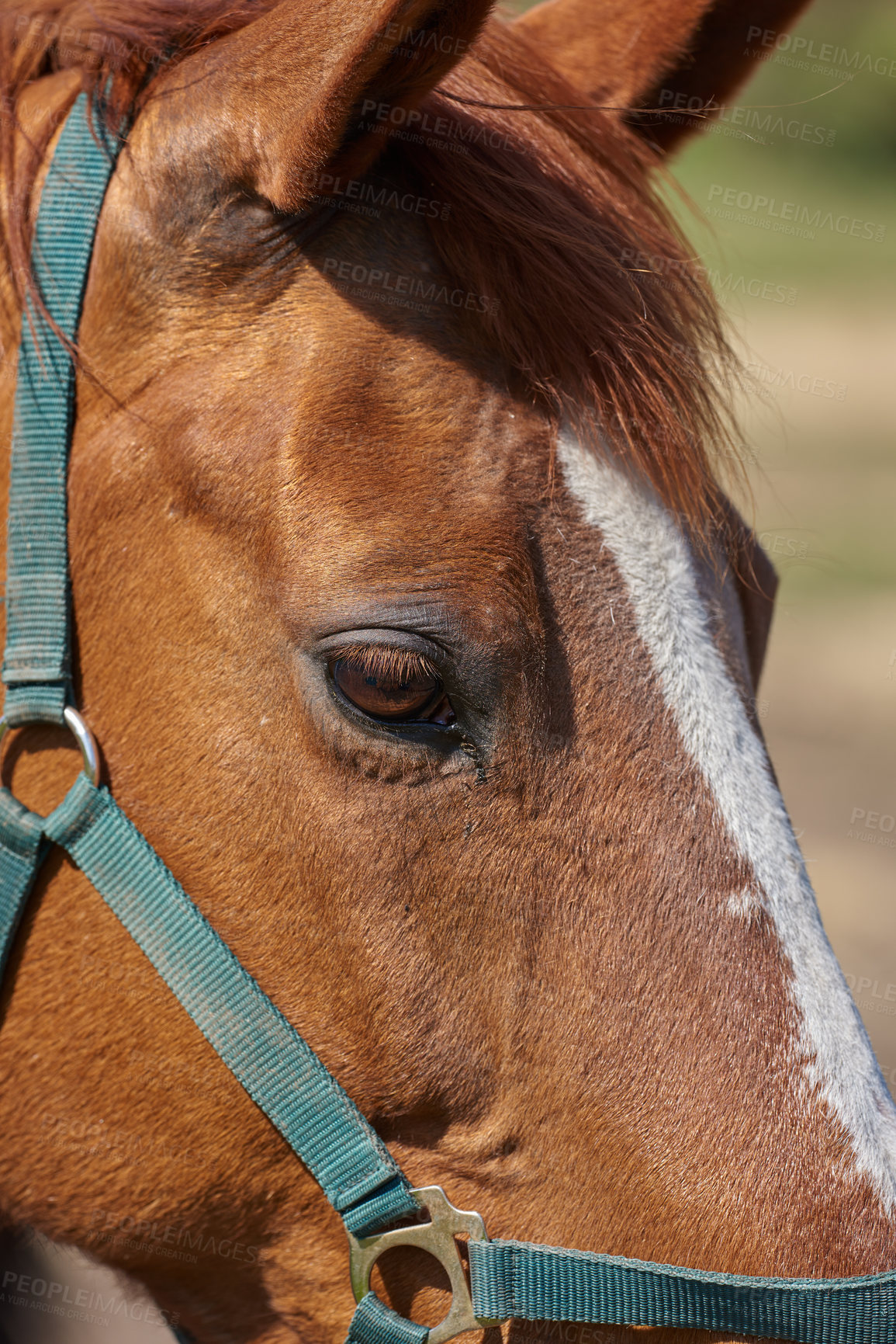 Buy stock photo Horse, face and farm in closeup, countryside and outdoor with mane, health or growth on field, Equine animal, landscape and chestnut pet in summer, wellness or sunshine at rural ranch in Argentina