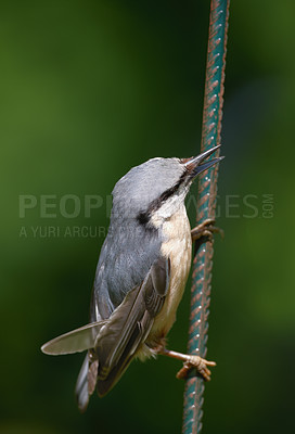 Buy stock photo The Nuthatch