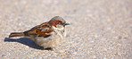 A telephoto of a small sparrow in early sunset (Central Park, Manhattan)