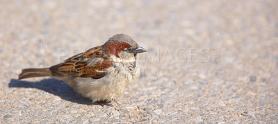 Buy stock photo A telephoto of a small sparrow in early sunset (Central Park, Manhattan)