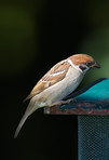 Garden sparrow resting