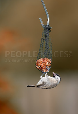 Buy stock photo Hungry bird eating food of a feeder