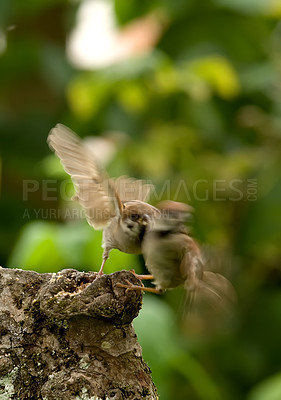 Buy stock photo Sparrows fighting a summer day