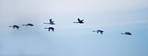 Swans flying in close formation - sky as background