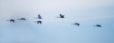 Buy stock photo Swans flying in close formation - sky as background