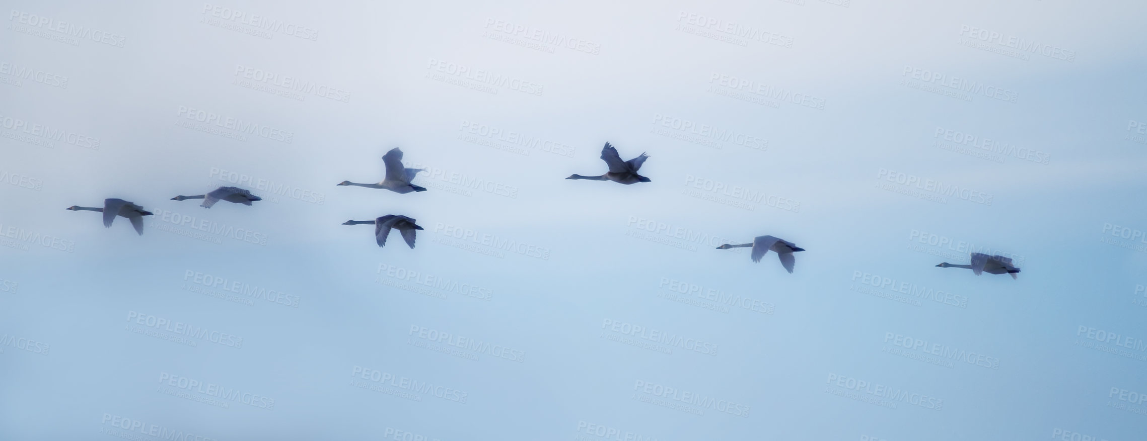 Buy stock photo Swans flying in close formation - sky as background