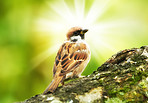 A telephoto of a sparrow in sunlight