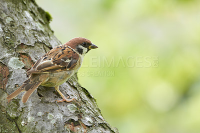 Buy stock photo Garden sparrow sitting on a tree