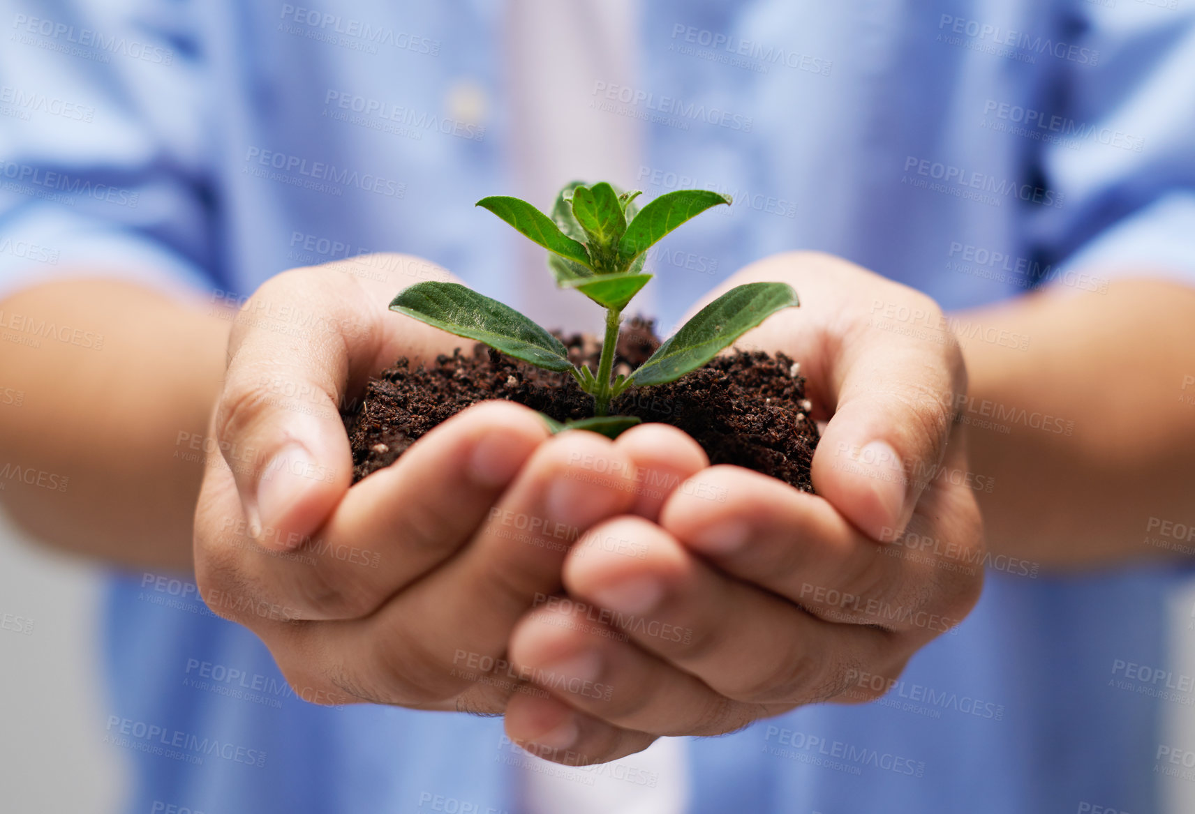 Buy stock photo Holding plant, hands and soil with person for growth, development and sustainability in agriculture. Fertilizer, dirt and environment with sapling for hope, future  and earth day or climate change